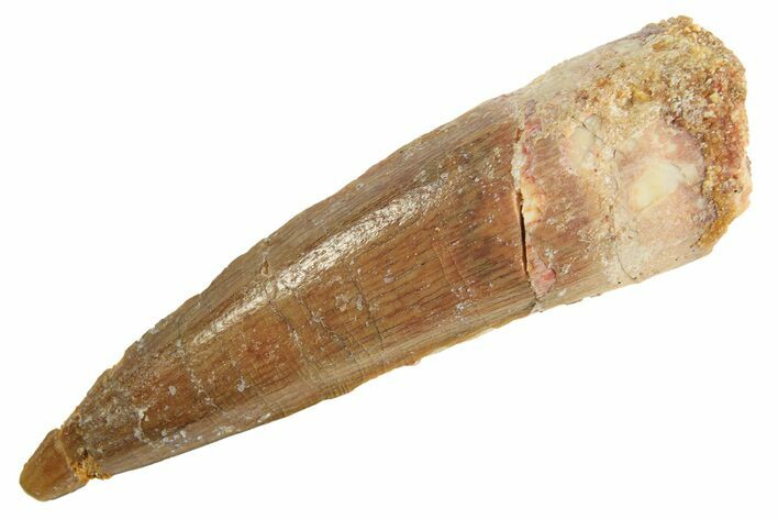 Fossil Spinosaurus Tooth - Real Dinosaur Tooth #299108